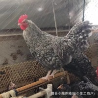 斤蘆花雞活雞苗純種蘆花雞 蘆花雞小雞仔活體雞苗 蘆花雞青年雞